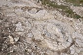 Footprint of Sauropod Dinosaurs in mudstone France ; Discover in april 2009 of this spectacular site of Southern Jura. <br>This site is perhaps the largest in the world for the footprints of sauropods.