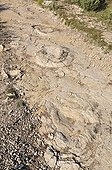 Footprints of Sauropod Dinosaurs in mudstone France ; Discover in april 2009 of this spectacular site of Southern Jura. <br>This site is perhaps the largest in the world for the footprints of sauropods.