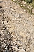 Footprints of Sauropod Dinosaurs in mudstone France ; Discover in april 2009 of this spectacular site of Southern Jura. <br>This site is perhaps the largest in the world for the footprints of sauropods.