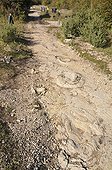 Footprints of Sauropod Dinosaurs in mudstone France ; Discover in april 2009 of this spectacular site of Southern Jura. <br>This site is perhaps the largest in the world for the footprints of sauropods.