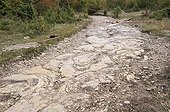Footprints of Sauropod Dinosaurs in mudstone France ; Discover in april 2009 of this spectacular site of Southern Jura. <br>This site is perhaps the largest in the world for the footprints of sauropods.