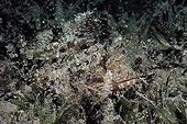 Tassled Scorpionfish camouflaged in sandy bottom  Red Sea