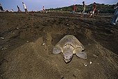 Olive Ridley Turtle building nest to lay eggs Costa Rica
