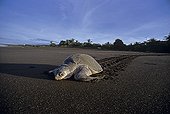 Olive Ridley Turtle returning to sea after laying eggs