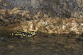 Salamander in River underground Rupt du Puits ; In the background there are a fill of stones and calcified oxidized. At about 50m depth 