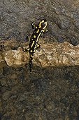 Salamander in River underground Rupt du Puits ; At about 50m depth. The clear part of the wall is the height of a normal fluctuation of water