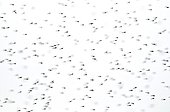Swarm of mosquitoes Le Teich Bassin d'Arcachon Aquitaine