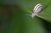 White-lip Gardensnail moving along a leaf Yucca 