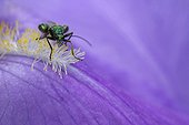 Thick-legged Flower Beetle hidden behind a petal Iris 