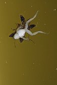 Water strider devouring a young Mediterranean Tree Frog