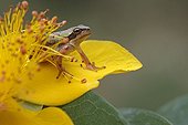 Young Mediterranean Tree Frog resting on a flower petal