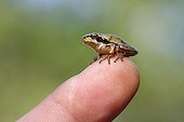 Mediterranean Tree Frog perched on a human finger
