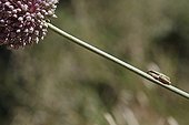 Mediterranean Tree Frog perched on a summer leek