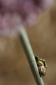 Mediterranean Tree Frog perched on a summer leek
