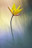 Sun-touched Tulip in a meadow Souhern France ; Veolia Environnement Wildlife Photographer of the Year 2009<br>In Praise of Plants - Runner-up<br>Sun-touched tulip<br>It's a wild subspecies.