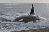 Killer Whale retiring after hunting on seashore Patagonia ; The Killer Whale ran aground deliberately to capture Sea lions at the seawater's edge.