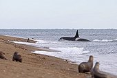 Killer Whale observing young Sea Lions on seashore Patagonia ; The Killer Whale is watching Sea Lions to select its prey among those who venture into the seawater.