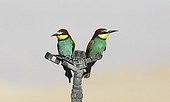 European Bee-eater couple Israel