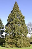 Giant sequoia in garden