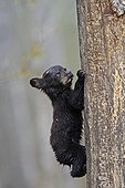 Black Bear 4 months old cub climbing a tree to be secure