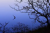 Goliath Heron  in Mopani dam Kruger NP South Africa ; GDT - European Wildlife Photographer of the Year 2009 - Birds Category<br>Runner up