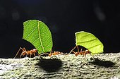 Leaf-cutter ants carrying leaves Bolivia 