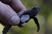 Olive Ridley in the hand of a man Juan Venado Island NR