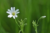 Greater stitchwort in bloom