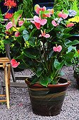 Anthurium in bloom on a garden terrace