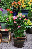 Anthurium in bloom on a flowered garden terrace