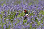 Male Ring-necked Pheasant amongst bluebells GB