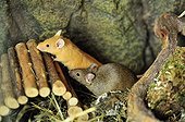Couple of house mice in a terrarium