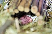 House mice new-born in a terrarium