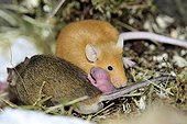 House mice couple and new-born in a terrarium ; The female is right, the male left 