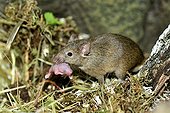 House mouse male carrying her newborn  ; The new-born crawled out of the nest. The father relates.<br>Paternal instinct very pronounced 
