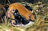House mouse female nursing her young 10 days old