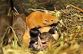 Couple of House Mouse and young 10 days old