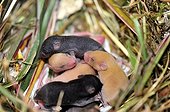 Young House Mouse 12 days old in the nest  ; Crossing a female mouse caramel color and a male brown 