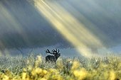 Red Deer stag roaring under sunlight Denmark ; Wildlife Photographer of the Year 2010<br>Animals in their Environment - Highly Commended<br>"Dawn call"