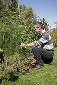 Harvest of sweet fennel seeds in a garden