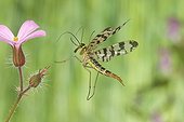 Common Scorpion Fly flying France