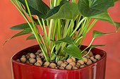 Clay balls around an anthurium 'Pink Champion' in pot