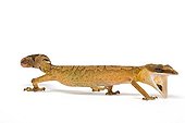 Cat gecko from Malaysia in studio