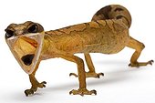 Cat gecko from Malaysia in studio