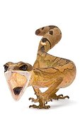 Cat gecko from Malaysia in studio