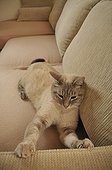Cat doing his claws on a sofa France ; Siamese cat cross blue tabby point 