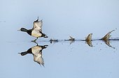 Greater scaup running on water to fly  ; Festival « Festimages-Nature » 2010<br>Grand Prix du Jury