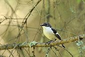 Pied Flycatcher on branch Sweden 