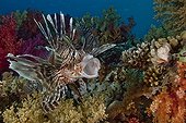 Red lionfish Red Sea Ras Mohammed NP Egypt 