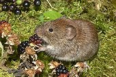 Bank Vole (Myodes glareolus) eating a mature adult